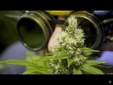 Les Anticipateurs - MaryJane (Prod. 514 IndoRecordz)