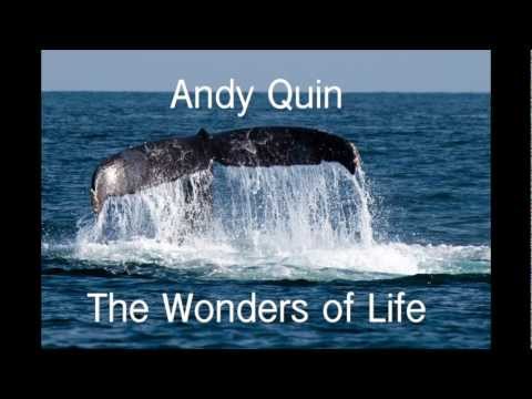 Andy Quin - The Wonder of Life