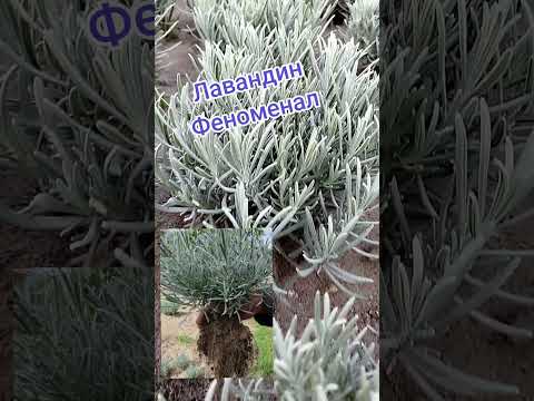 фото сортовые саженцы лавандина и лаванды. 0