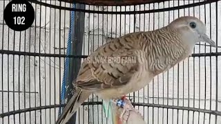 Download lagu MANTAAP..!! SUARA PIYIK PERKUTUT BANGKOK USIA 3 BULAN PRODUK SILWAK BIRD FARM mp3