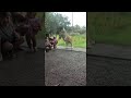Lion Tries To Catch Some Kids ViralHog
