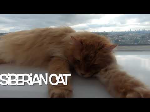 SIBERIAN Cat - Best of sleeping day