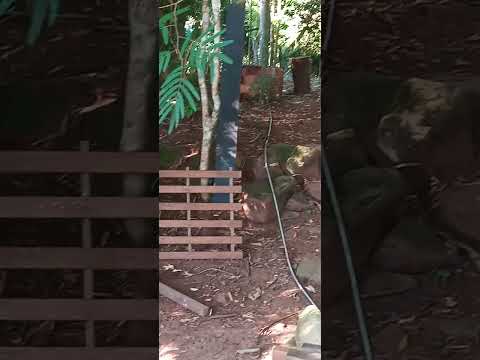 Jataizinho #londrinaeregiao #paraná #amoanatureza