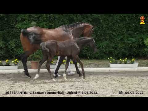 Lot 26: Hengstfohlen v. Sezuan's Donnerhall x United
