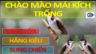 CHÀO MÀO MÁI KÍCH TRỐNG CĂNG LỬA CHÀO MÀO MÁI KÍCH TRỐNG CĂNG LỬA
