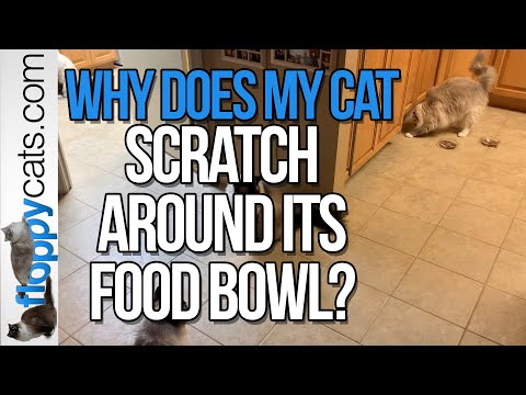 Why Does My Cat Scratch Around Its Food Bowl?