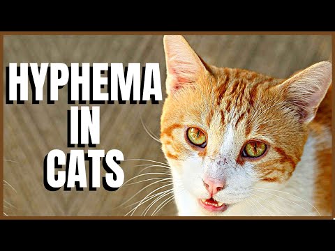 Hyphema or The Blood In The Front Of The Cats Eye