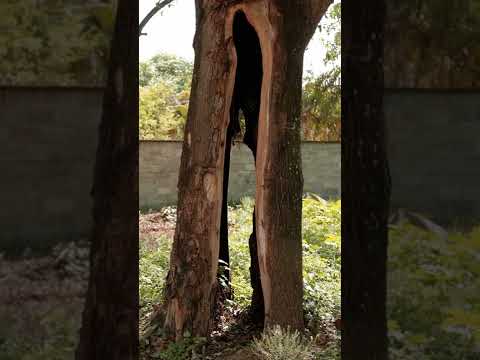 Ricardo Coelho: What is a Body?