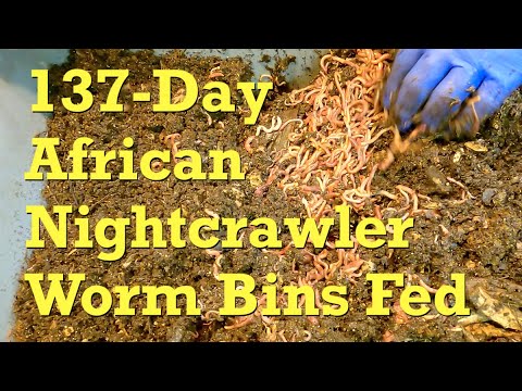 Stewed veggies follow frozen fruits in ANC worm bins on day 137 - vermicompost