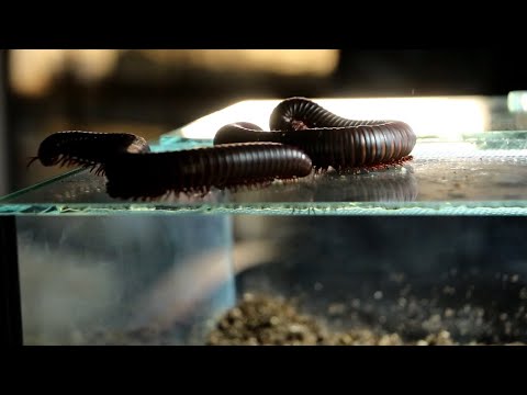 Giant African Millipede — zariadenie terária pre mnohonôžku obriu (substrát, vlhkosť, listie a drevo)