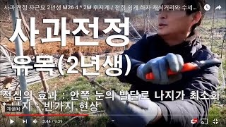 사과 전정 자근묘 2년생 M26  4 * 2M 후지계 / 전정 쉽게 하자 재식거리와 수세에 맞게하자