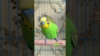 Download lagu Happy budgie sounds #rbnbirds #budgies #parakeet #birds #parrot #pets #shorts mp3
