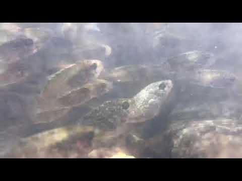 School of Rabbit fish sp. (Siganus sp.) swimming in natural habitat, Sri Lanka.