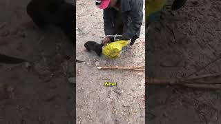 What is this strange animal? 🇵🇬