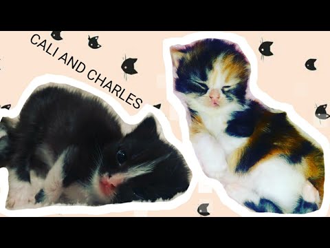 Catman: Kittens open their eyes for the first time !