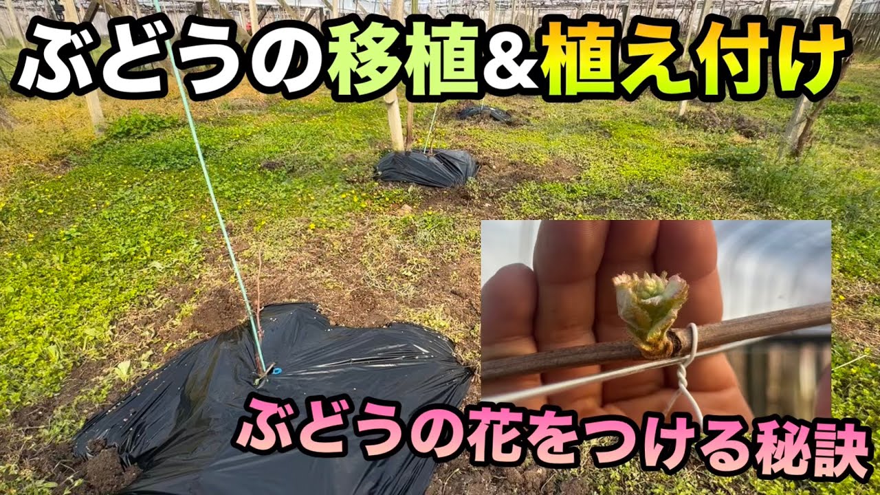 ぶどうの移植と植え付け〜花がつかない！早く実を収穫したい！を目指す方必見〜2026-03-28