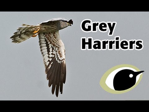 BTO Bird ID - Grey Harriers