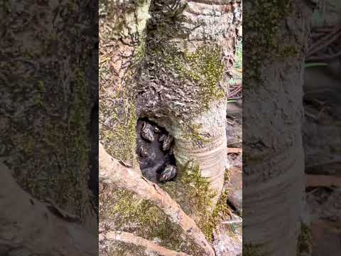 Encontrei uma caverna com escrituras rupestres em Presidente Olegário Minas Gerais ￼