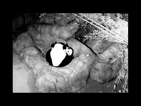 WATCH: CHI-JI (IN THE PLAYPEN) JUST WOKE UP 12/19/20