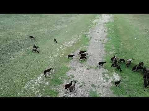 Drone Series - Grazing @ Olivola (Benevento) - Raffaele Pilla