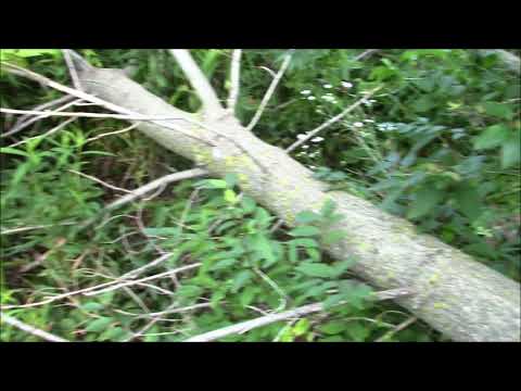 Creating cheap and effective Pheasant Habitat