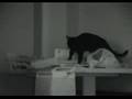 Black Cat Blues