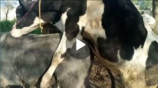 Download lagu natural animal meeting|cow bull and buffalo|#hybridmating|#crossmeeting mp3