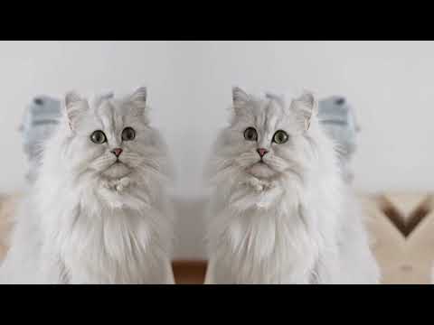 THE SOUNDS OF FEMALE CAT IN LUST IS CALLING A MALE CAT