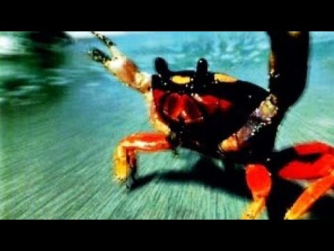 Video placeholder image