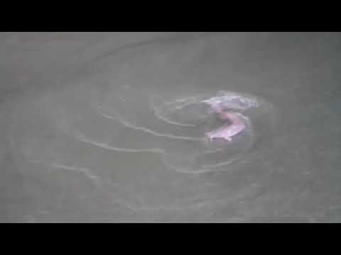 Wildlife In Sungei Ulu Pandan/Clementi/Singapore _ Grey Heron and a Catfish