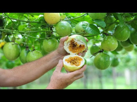 COMO FAZER MARACUJA DAR MUITAS FLORES E FRUTOS!