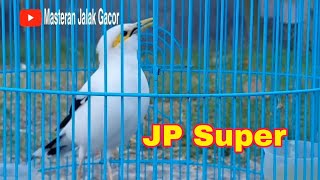 Download lagu Jalak Putih Gacor Isian Tembakan Untuk Pancingan Jalak Macet Bunyi mp3 Download lagu Jalak Putih Gacor Isian Tembakan Untuk Pancingan Jalak Macet Bunyi mp3