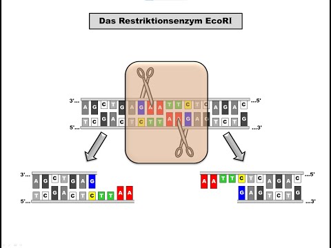 Restriktionsenzyme
