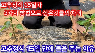 고추정식 15일차 물을 15일만에 준 이유와 3가지 방법으로 심은 것들의 차이점