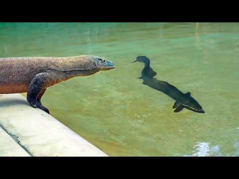 Dieser Komodowaran hat die Falsche Beute Angegriffen und Teuer Dafür Bezahlt!