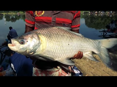 Queen Catla Fishing Videos By Fish Watching