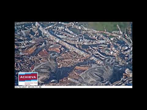 Achieva Osprey Cam 16.03.2021 08:57