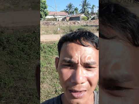 hôm nay lên cây mai tàn  . cho bà con