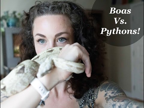 Boas vs  Pythons! Which one is better???
