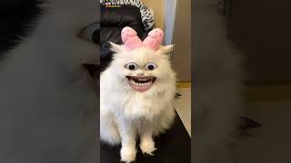 Download lagu Funny cat about to poop makes you laugh #funny mp3