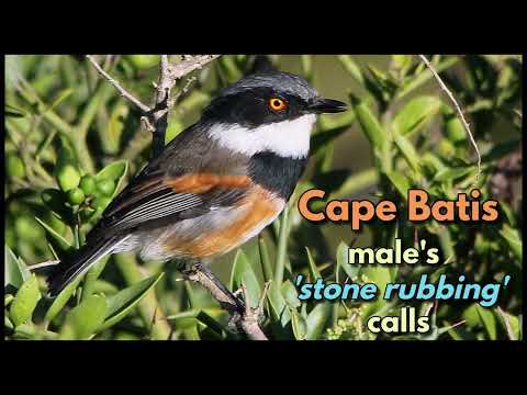 CAPE BATIS calls - the scratchy 'stone rubbing' call and the 3 note call