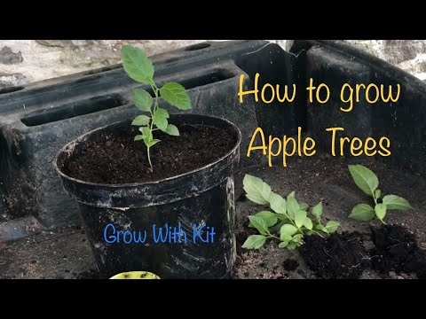 image-When can I transplant a seedling tree?