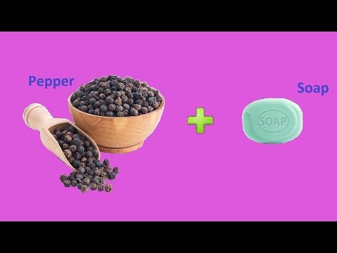 Science School Experiment On Pepper and Soap