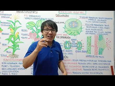 KINGDOM PLANTAE - PLANT PHYSIOLOGY