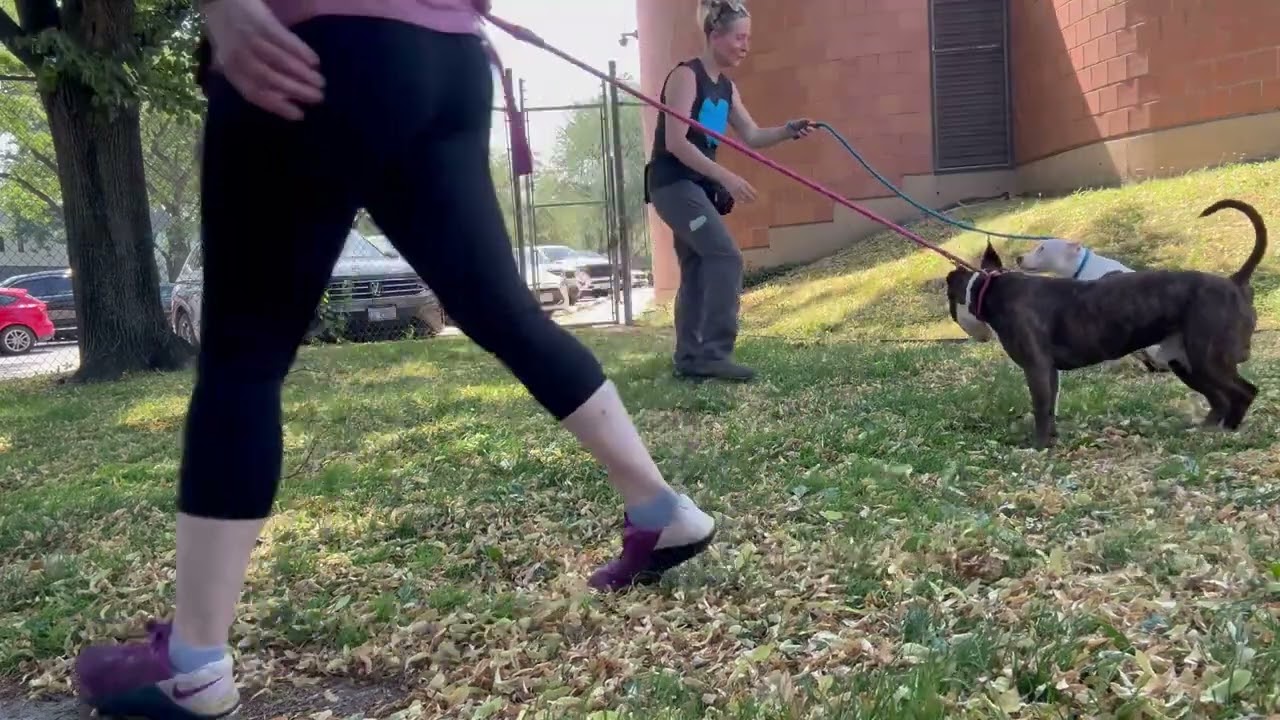 Dabba's Leash Test