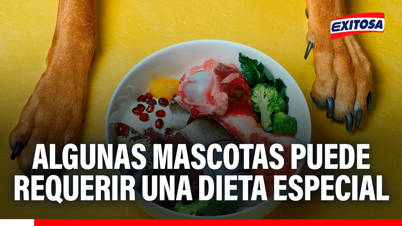 🔴🔵 Especialista en nutrición determinará la mejor dieta para mascotas por su peso y edad