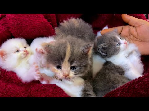 Namma Veetu Bommukutty's😘😍😘Chella Kutties