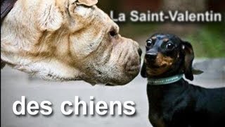 046 LA SAINT-VALENTIN DES CHIENS