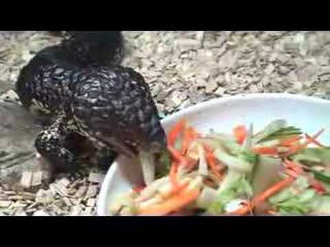 YouTube Video 2wg6eIClvGg