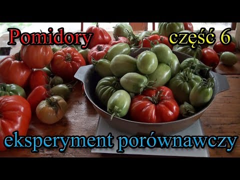 Pomidory eksperyment część 6 - ważenie i ogławianie pomidorów